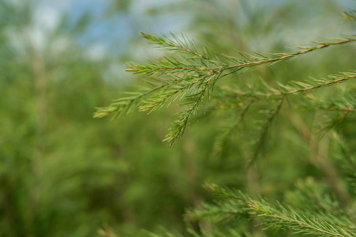 3X Impact Tea Tree, Kenya 2
