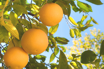 Grapefruit gyümölcs